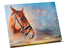 Horse Canvas Print